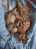 Prachtige bengaal poes, 2 jaar oud, Dieren en Toebehoren, Katten en Kittens | Raskatten | Korthaar, Poes, Ontwormd, 0 tot 2 jaar