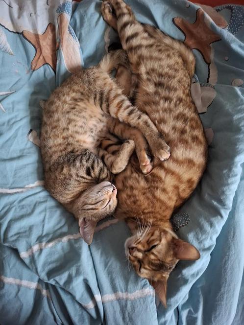 Prachtige bengaal poes, 2 jaar oud, Dieren en Toebehoren, Katten en Kittens | Raskatten | Korthaar, Poes, 0 tot 2 jaar, Ontwormd