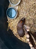 Cavia manen, Dieren en Toebehoren, Knaagdieren, Oktober, Mannelijk, Cavia