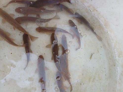 natuurvijvervis, zeelt, Dieren en Toebehoren, Vissen | Vijvervissen, Overige soorten