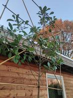 Leiboom Glansmispel Photunia Red Robin, Tuin en Terras, Planten | Bomen, Ophalen of Verzenden, Lente, In pot, Leiboom