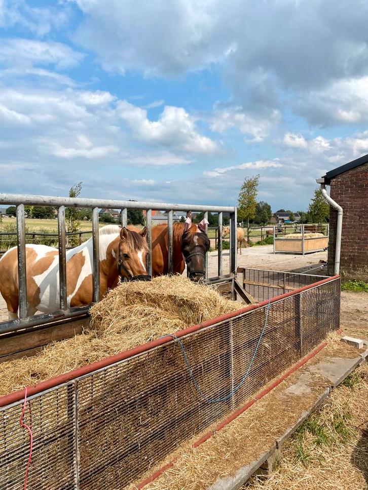 Pensionstalling Lagewald, Dieren en Toebehoren, Stalling en Weidegang, Stalling, Weidegang, 2 of 3 paarden of pony's