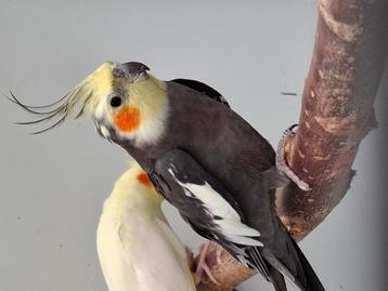 Mannelijke valkparkiet beschikbaar voor biedingen