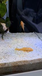 Ancistrus gold, Vis, Zoetwatervis