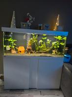 Compleet Eheim aquarium, Ophalen of Verzenden, Zo goed als nieuw, Gevuld zoetwateraquarium