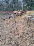 Kameroenschaapjes 2025, Meerdere dieren, Schaap, 0 tot 2 jaar