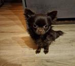 Chihuahua teefje ( special) van bijna 2 jaar, Dieren en Toebehoren, Honden | Chihuahua's en Gezelschapshonden, Particulier, Rabiës (hondsdolheid)