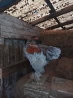 10 jonge Brahma hanen (grote soort), Mannelijk, Kip