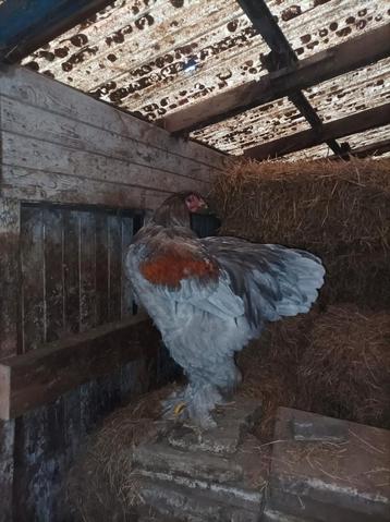 10 jonge Brahma hanen (grote soort) beschikbaar voor biedingen