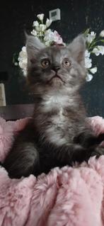 Nog 2 prachtige en ongelooflijk lieve mainecoon kittens🩷, Dieren en Toebehoren, Katten en Kittens | Raskatten | Langhaar, Meerdere dieren