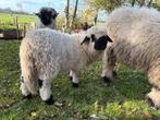 Walliser schwarznase ooi lam., Dieren en Toebehoren, Schapen, Geiten en Varkens, Vrouwelijk, Schaap