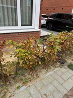 Haagbeuk, heg, Tuin en Terras, Ophalen, Beukenhaag, Haag, 100 tot 250 cm