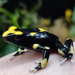 Dendrobates tinctorius 'Atachi Bakka' en prachtige planten, Amfibie