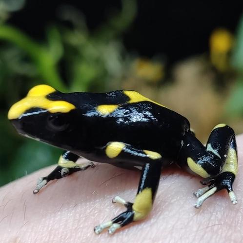 Dendrobates tinctorius 'Atachi Bakka' en prachtige planten, Dieren en Toebehoren, Reptielen en Amfibieën, Amfibie
