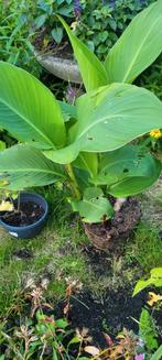 Grote canna, Ophalen, Zomer, Overige soorten, Volle zon
