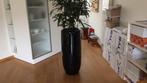 Pot met eventueel Rafis plant., Ophalen, Gebruikt, Zwart, Overige typen