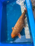 Japanse koi, Dieren en Toebehoren, Karper of Koi