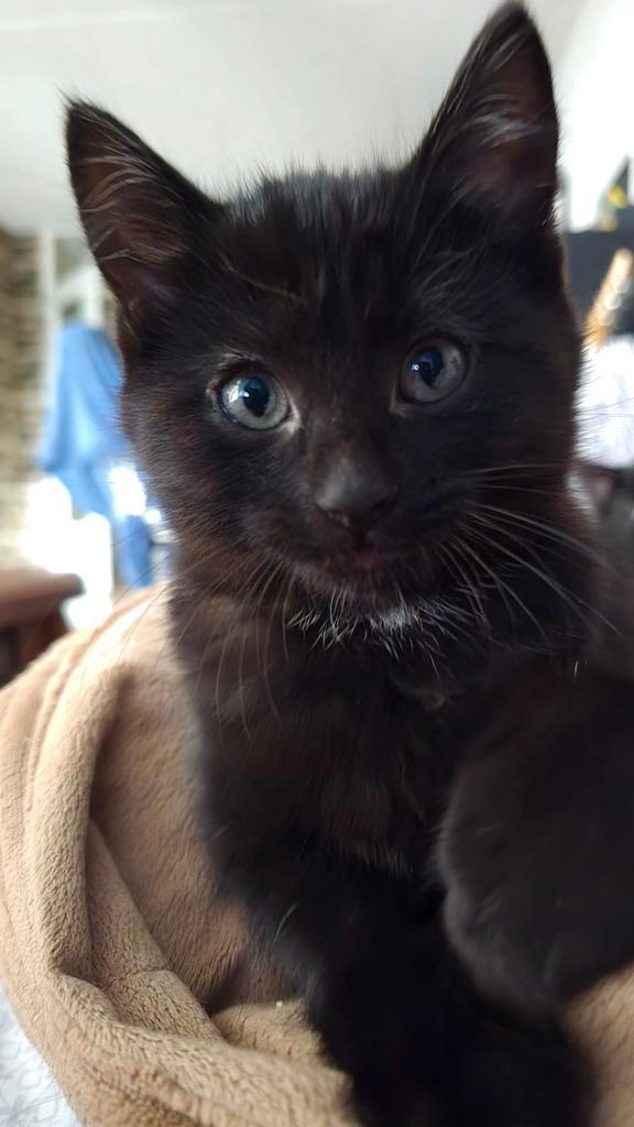 Twee kittens samen (Zwarte / Zwart en wit), Dieren en Toebehoren, Katten en Kittens | Raskatten | Korthaar, Meerdere dieren