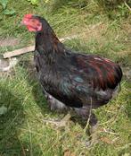 Araucana haan, Dieren en Toebehoren, Pluimvee, Mannelijk, Kip