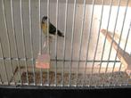 Kapoetsensijs, Dieren en Toebehoren, Mannelijk, Tropenvogel, Geringd