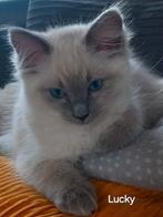 Ragdoll kittens met stamboom  nog een kater !, Dieren en Toebehoren, Katten en Kittens | Raskatten | Langhaar, Meerdere dieren
