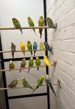 Engelse parkieten 2025, Dieren en Toebehoren, Vogels | Parkieten en Papegaaien, Meerdere dieren, Parkiet
