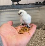 Zijdehoender kriel kippenkuikens | Gesekst en ingeënt, Vrouwelijk, Kip