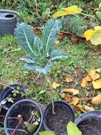 Uit de biologische moestuin: Palmkool, plant., Ophalen of Verzenden, Tweejarig, Groenteplanten, Volle zon