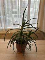 Aloe Vera, Ophalen, Halfschaduw, Minder dan 100 cm