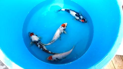 Tosai Tancho Showa 29/34 cm inclusief certificaat, Dieren en Toebehoren, Vissen | Vijvervissen, Karper of Koi