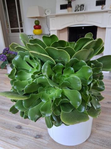 Decoratieve vetplant Aeonium arboreum met veel jonge planten beschikbaar voor biedingen