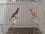 Harlekijn kanaries, Meerdere dieren, Kleurkanarie