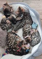 Prachtige bengaal kittens, ook marble! Mogen bijna verhuizen, Dieren en Toebehoren, Katten en Kittens | Raskatten | Korthaar, Meerdere dieren