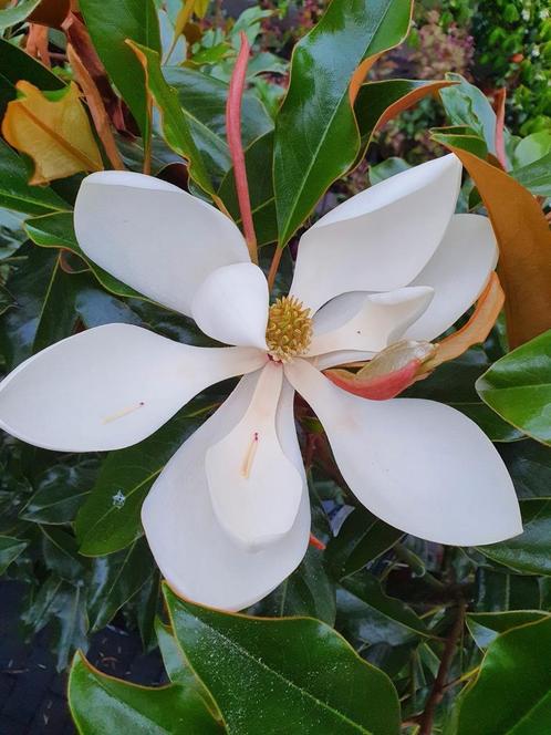 Magnolia grandiflora Kay Parris / wintergroen ‼️, Tuin en Terras, Planten | Bomen, Bolboom, 400 cm of meer, Volle zon, Zomer, In pot