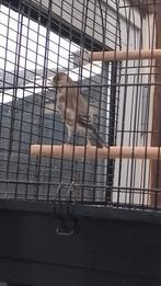 Bastaard, Dieren en Toebehoren, Vogels | Overige Vogels, Mannelijk, Wildzangvogel