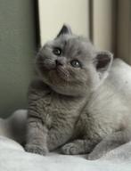 TOP britse korthaar kittens blauw️ en lilac ❤️ bearface, Dieren en Toebehoren, Meerdere dieren, Ontwormd, 0 tot 2 jaar