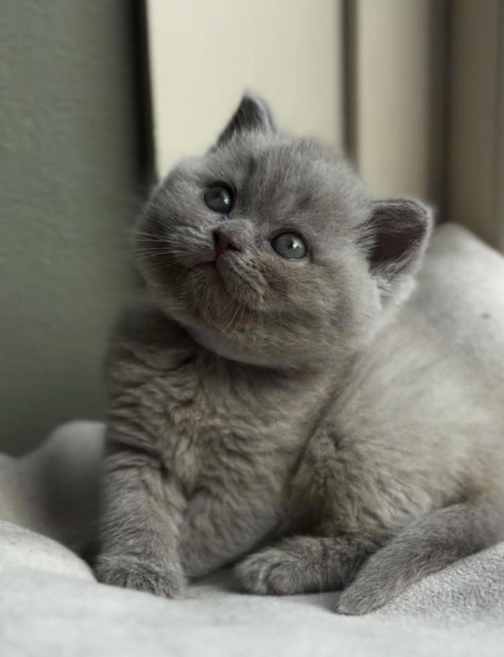 TOP britse korthaar kittens blauw️ en lilac ❤️ bearface, Dieren en Toebehoren, Katten en Kittens | Raskatten | Korthaar, Meerdere dieren