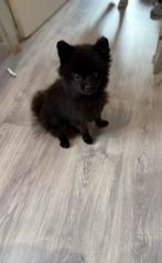 Pomsky reu, Dieren en Toebehoren, Honden | Poolhonden, Keeshonden en Oertypen, Keeshond, 1 tot 2 jaar, Eén hond, Nederland