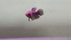 Betta vrouw crowntail, Dieren en Toebehoren, Vis