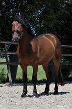 ** Super gave en stoere kruising New forest x Haflinger **, Dieren en Toebehoren, Pony's, E pony (1.48m - 1.57m), B, Ruin, Gechipt