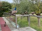 Jonge blauwe pauwen te koop, Dieren en Toebehoren, Ophalen, Zo goed als nieuw, Overige typen