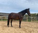 Te koop leuke 4 jarige E en 2.5  jarige D pony, Dieren en Toebehoren, Pony's, Gechipt, Springpony, Zadelmak, 3 tot 6 jaar
