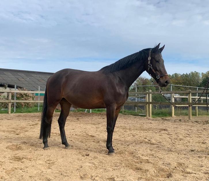 Te koop leuke 4 jarige E en 2.5  jarige D pony, Dieren en Toebehoren, Pony's, Merrie, Zadelmak, E pony (1.48m - 1.57m), Springpony