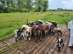 Diverse bonte ooien en rammen, Meerdere dieren, Schaap