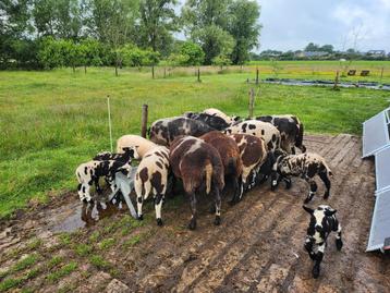 Diverse bonte ooien en rammen beschikbaar voor biedingen