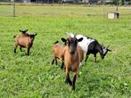 Geit met jonge geit, Dieren en Toebehoren, Schapen, Geiten en Varkens, Vrouwelijk, Geit