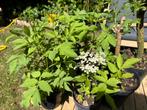 Vlierbes - Sambucus Nigra, Ophalen, Volle zon