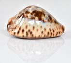 Schelpen: Cypraea jeaniana sherylae 71,6mm (F+++) Groot, Verzamelen, Mineralen en Fossielen, Ophalen of Verzenden, Schelp(en)