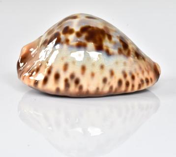 Schelpen: Cypraea jeaniana sherylae 71,6mm (F+++) Groot beschikbaar voor biedingen