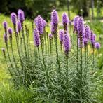 Lampenpoetser purpurea - Liatris Spicata, Tuin en Terras, Bloembollen en Zaden, Ophalen of Verzenden, Voorjaar, Volle zon